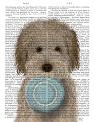 Labradoodle, Cream, Food Bowl