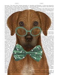 Rhodesian Ridgeback with Glasses and Bow Tie