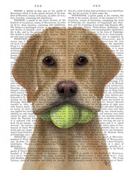 Yellow Labrador and Tennis Balls