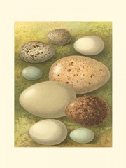 Bird Egg Collection IV