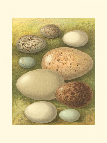 Bird Egg Collection IV