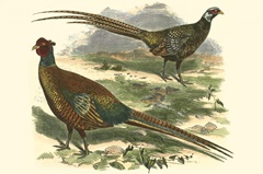 Bohemian Pheasant