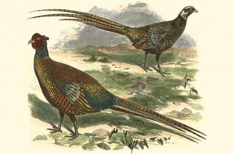 Bohemian Pheasant