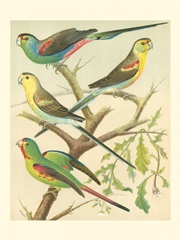 Cassells Parakeets IV