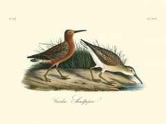 Curlew Sandpiper