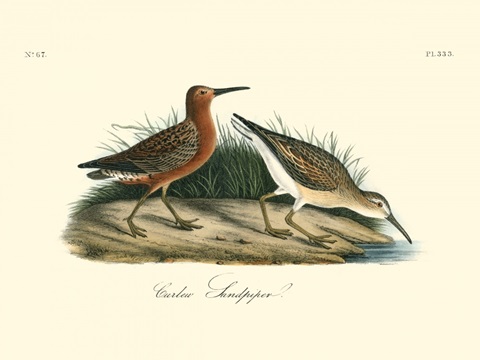 Curlew Sandpiper