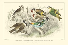 Goldfinch  Buntings & Wrens