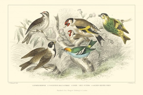 Goldfinch  Buntings & Wrens