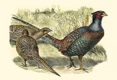 Pheasant Varieties I