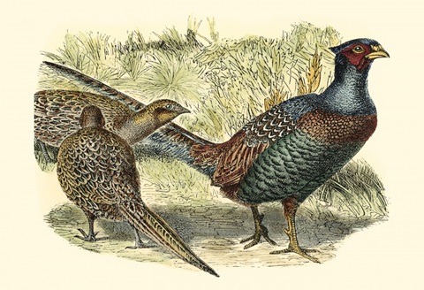 Pheasant Varieties I