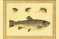 Printed Peters Bream (WG)