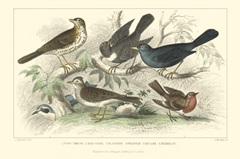 Skylark  Songthrush & Redbreast