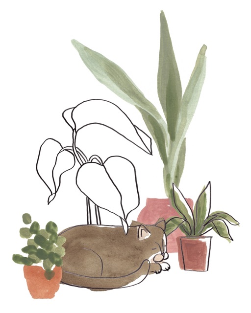 Purrfect Plants III