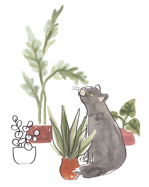 Purrfect Plants IV