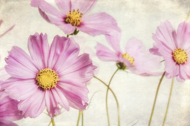 Pink Cosmos I