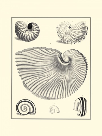 B&W Studies in Symmetry II