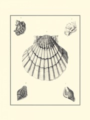 B&W Studies in Symmetry III