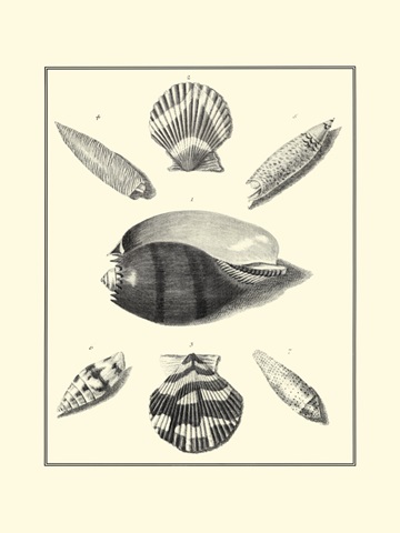 B&W Studies in Symmetry VI