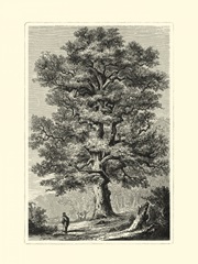 B&W Terry's Trees II