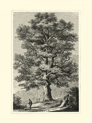 B&W Terry's Trees II