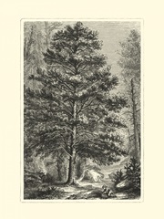 B&W Terry's Trees III