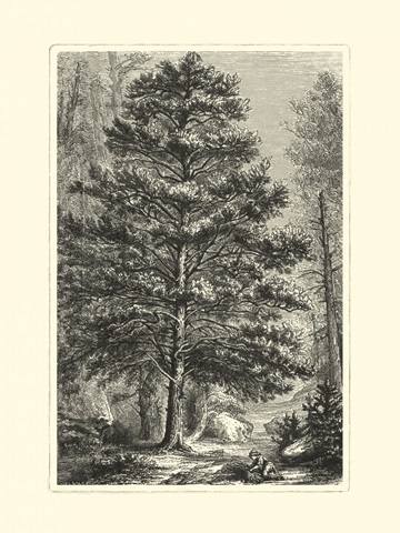 B&W Terry's Trees III