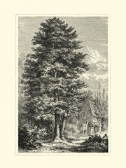 B&W Terry's Trees IV