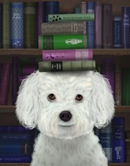 Bichon Frise and Books