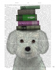 Bichon Frise and Books