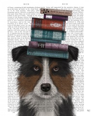 Border Collie, Tricolour, and Books