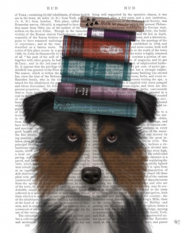 Border Collie, Tricolour, and Books