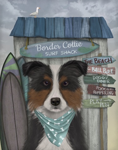 Border Collie, Tricolour, Surf Shack