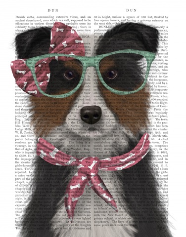 Border Collie, Tricolour, with Glasses and Scarf