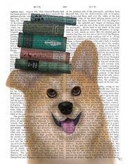 Corgi and Books