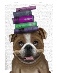 English Bulldog And Books