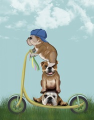 English Bulldog Scooter