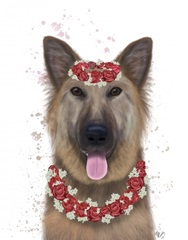 German Shepherd Edelweiss