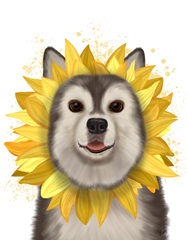 Husky Sunflower