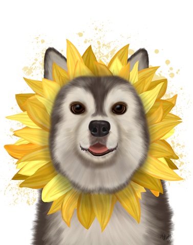 Husky Sunflower