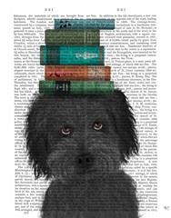 Labradoodle, Black, and Books