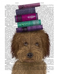 Labradoodle, Brown, and Books
