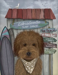 Labradoodle, Brown, Surf Shack