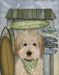 Labradoodle, Cream, Surf Shack