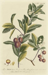 Miller Foliage & Fruit I