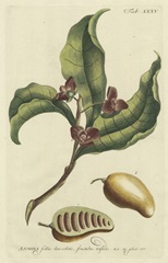 Miller Foliage & Fruit II