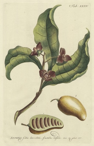 Miller Foliage & Fruit II