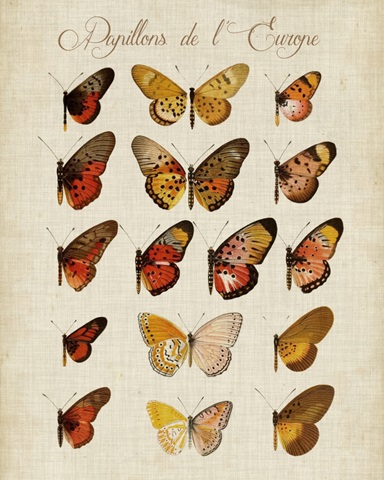 Papillons de L'Europe III