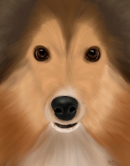 Shetland Sheepdog Big Dog