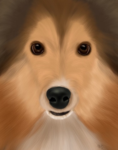 Shetland Sheepdog Big Dog