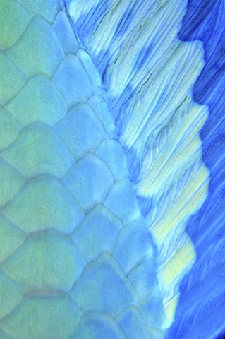 Solace - La Paz, Mexico